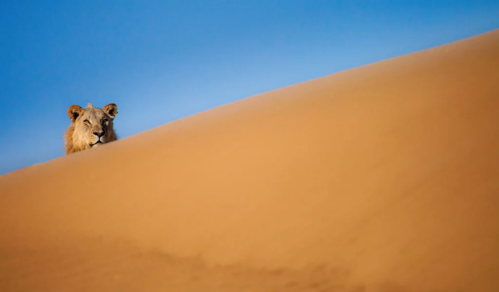 Connectivity is vital for Desert Lions conservation and human protection